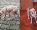 Kάθε μέρα και πιο καλά η σκυλίτσα που βρέθηκε εξαθλιωμένη στη Μελίκη Ημαθίας (βίντεο)