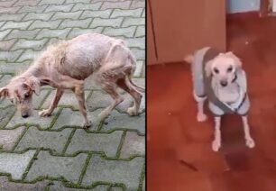 Kάθε μέρα και πιο καλά η σκυλίτσα που βρέθηκε εξαθλιωμένη στη Μελίκη Ημαθίας (βίντεο)