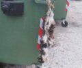Μεσοποταμία Καστοριάς: Κρέμασε πτώμα γάτας σε κάδο σκουπιδιών