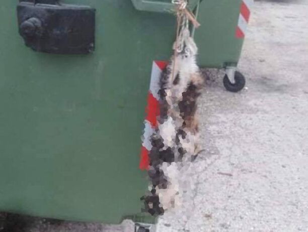 Μεσοποταμία Καστοριάς: Κρέμασε πτώμα γάτας σε κάδο σκουπιδιών