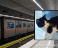 Αναζητούν γάτα που έπεσε στις γραμμές του Μετρό στον Σταθμό Αργυρούπολης