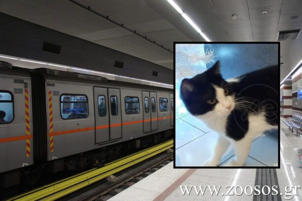 Αναζητούν γάτα που έπεσε στις γραμμές του Μετρό στον Σταθμό Αργυρούπολης