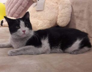 Σώθηκε μετά από 13 μέρες γάτα που είχε πέσει στις γραμμές του Μετρό στην Αργυρούπολη