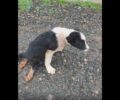 Μονεμβασιά Λακωνίας: Πέταξε παράλυτο κουτάβι με κομμένα αυτιά – Έκκληση για τη φιλοξενία του σκύλου (βίντεο)