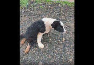 Μονεμβασιά Λακωνίας: Πέταξε παράλυτο κουτάβι με κομμένα αυτιά – Έκκληση για τη φιλοξενία του σκύλου (βίντεο)