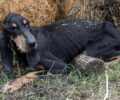 Σκελετωμένο κυνηγόσκυλο αργοπέθαινε στην Οινούσα Σερρών και τους παρακαλούσε να το σώσουν (βίντεο)