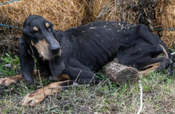 Σκελετωμένο κυνηγόσκυλο αργοπέθαινε στην Οινούσα Σερρών και τους παρακαλούσε να το σώσουν (βίντεο)