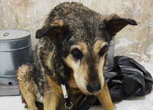 Ναυτικοί του φέρι μποτ «Χρύσα» έσωσαν σκύλο που βρήκαν στη θάλασσα μεταξύ Περάματος & Σαλαμίνας (βίντεο)