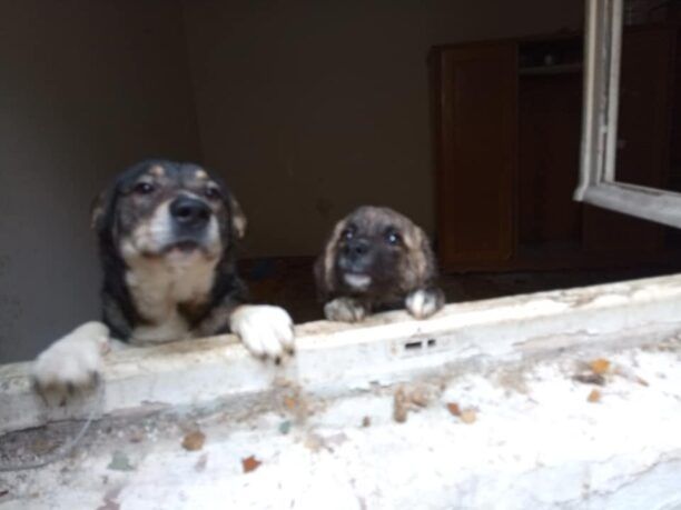 Βρήκαν δύο σκυλιά μέσα στα κόπρανα σε εγκαταλελειμμένο σπίτι στο Περιστέρι Αττικής