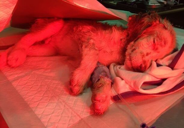 Περιβόλια Χανίων: Πέθανε το πυροβολημένο κουτάβι – 4 σκυλάκια βρέθηκαν ζωντανά εκεί που ο δράστης τα πέταξε