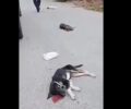 Χτύπησε μέχρι θανάτου σκυλιά στη Ψάθα Αττικής (βίντεο)