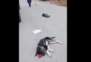 Χτύπησε μέχρι θανάτου σκυλιά στη Ψάθα Αττικής (βίντεο)