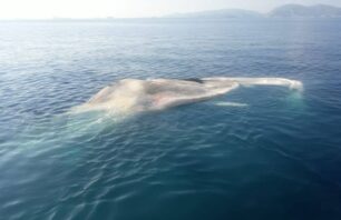Πτώμα φάλαινας βρέθηκε στον Πειραιά (βίντεο)