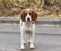 Βρέθηκε νεκρός - Χάθηκε αρσενικός σκύλος στο Μαρούσι Αττικής