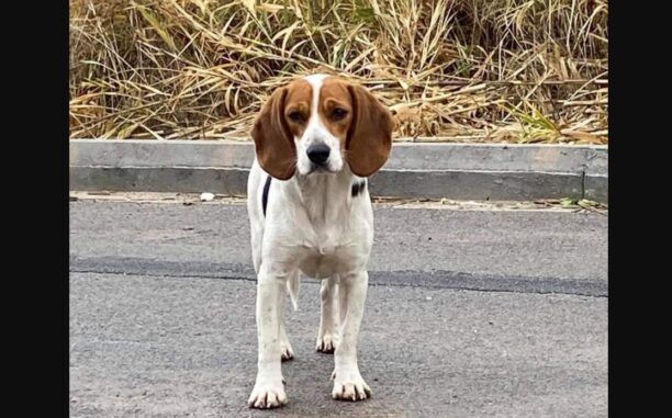 Βρέθηκε νεκρός - Χάθηκε αρσενικός σκύλος στο Μαρούσι Αττικής
