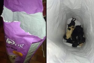 Σητεία Λασιθίου: Βρήκε 7 νεογέννητα κουτάβια μέσα σε τσουβάλι πεταμένα στα σκουπίδια