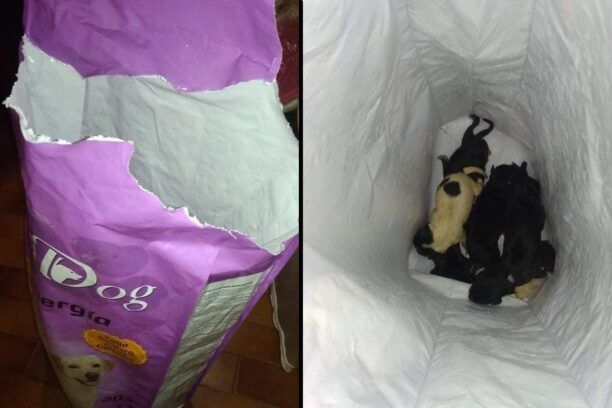 Σητεία Λασιθίου: Βρήκε 7 νεογέννητα κουτάβια μέσα σε τσουβάλι πεταμένα στα σκουπίδια