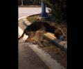 Μαγνησία: Αδιάφορος ο Δήμος Αλμυρού για σκύλο με σπασμένα πόδια που υποφέρει στα Σ.Ε.Α. (βίντεο)