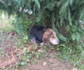 Αλμυρός Μαγνησίας: Μεταφέρθηκε σε κτηνιατρείο το σοβαρά άρρωστο σκυλί με τα σπασμένα πόδια (βίντεο)