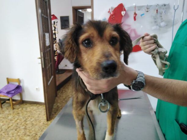 Έσωσαν τον σκύλο που κακοποιούσε ο ιδιοκτήτης του στον Βατόλακο Χανίων (βίντεο)