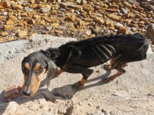 Σκύλος σκελετωμένος ένα βήμα πριν τον θάνατο περιφέρεται στη Χίο