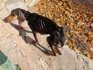 Χίος: Μεταφέρθηκε σε κτηνιατρείο ο σκελετωμένος σκύλος που επί μήνες περιφερόταν εξαθλιωμένος (βίντεο)