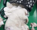 Αφήνει τον σκύλο του να σκοτώνει γάτες στη Ξηροκρήνη Θεσσαλονίκης – Αναζητάμε μάρτυρες