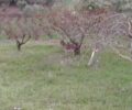 Ζάκυνθος: Συστηματικά κακοποιεί τον γάιδαρο του αφήνοντας τον εκτεθειμένο στις καιρικές συνθήκες