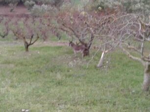 Ζάκυνθος: Συστηματικά κακοποιεί τον γάιδαρο του αφήνοντας τον εκτεθειμένο στις καιρικές συνθήκες