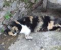 Πέντε γάτες νεκρές δολοφονημένες με φόλες στον Άγιο Δημήτριο Λακωνίας