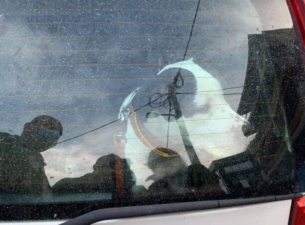 Στις 5-11-2025 η δίκη άνδρα που έβαζε τον σκύλο του να σκοτώνει γάτες σε Υμηττό, Δάφνη και Άγιο Δημήτριο Αττικής (βίντεο)