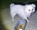 Έσωσαν σκύλο που βρέθηκε με θηλιά από σύρμα σε τσουβάλι πεταμένος σε ρέμα στις Αρχάνες Ηρακλείου Κρήτης (βίντεο)