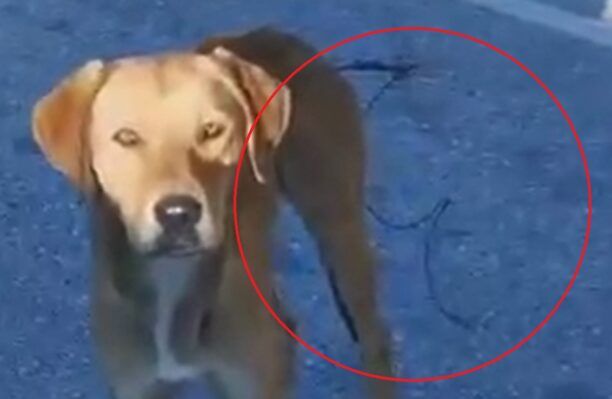 Αστροχώρι Άρτας: Έκκληση για τη σωτηρία σκύλου που παγιδεύτηκε σε συρμάτινη θηλιά κυνηγού (βίντεο)
