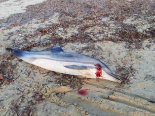 Δελφίνι πυροβολημένο εκβράστηκε σε παραλία στην Τρυπητή Χαλκιδικής