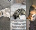 Ούτε στοιχειώδης έρευνα απ'την Αστυνομία αν και δεκάδες ζώα δολοφονούνται με φόλες στην Έδεσσα Πέλλας