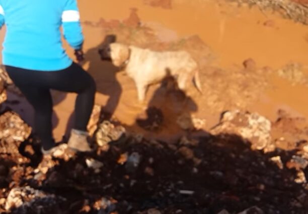 Έσωσε τυφλό σκύλο που είχε παγιδευτεί σε τάφρο στα Φιλιατρά Μεσσηνίας (βίντεο)