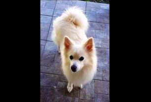 Χάθηκε αρσενικός άσπρος σκύλος στην Παλαιά Πεντέλη Αττικής