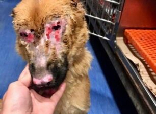 Αναρρώνει σκυλίτσα που βρέθηκε στους Γαργαλιάνους Μεσσηνίας σε άθλια κατάσταση εξαιτίας αυτοάνοσου (βίντεο)