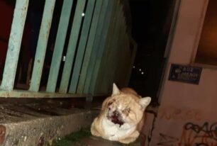 Έκκληση για τη σωτηρία άρρωστης γάτας που βρέθηκε στους Αμπελόκηπους της Αθήνας