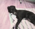 Χάθηκε θηλυκός σκύλος στη Μαρίνα Ζέας στον Πειραιά