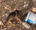 Σκύλος σκελετωμένος από την ασιτία βρέθηκε στο Βαθύ Καλύμνου