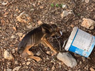 Σκύλος σκελετωμένος από την ασιτία βρέθηκε στο Βαθύ Καλύμνου