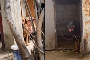 Κατασχέθηκαν 10 σκυλιά που κακοποιούσε για χρόνια άνδρας στο Καματερό Αττικής
