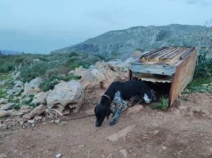 Κάρπαθος: Σκύλος αλυσοδεμένος χωρίς τροφή και νερό στην Αυλώνα