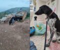 Κάρπαθος: Έγλυφε από χαρά τους σωτήρες του σκύλος που ζούσε για χρόνια αλυσοδεμένος στην Αυλώνα (βίντεο)