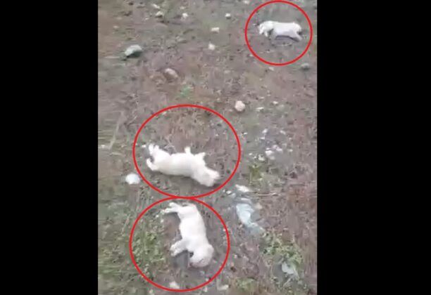 Κάρπαθος: Κουτάβια νεκρά από το κρύο πεταμένα στα Πηγάδια (βίντεο)