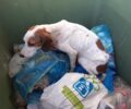 Βρήκε σκελετωμένο σκύλο πεταμένο σε κάδο σκουπιδιών στην Κεφαλλονιά (βίντεο)