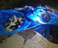 Νεκρές γάτες και σκύλος βρέθηκαν κατεψυγμένες πεταμένες στα σκουπίδια στο Κρυονέρι Αττικής