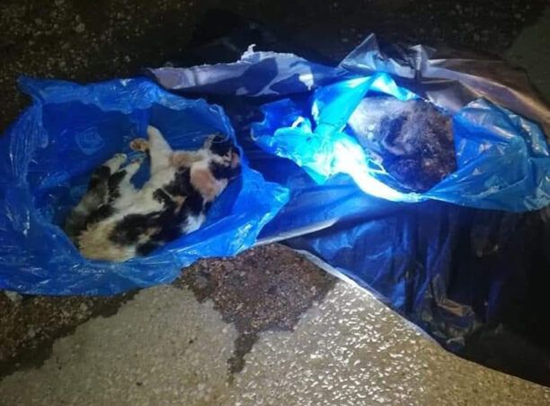 Νεκρές γάτες και σκύλος βρέθηκαν κατεψυγμένες πεταμένες στα σκουπίδια στο Κρυονέρι Αττικής