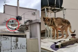 Έσωσαν σκελετωμένο σκύλο που ζούσε αλυσοδεμένος σε ταράτσα στο Ληξούρι Κεφαλλονιάς (βίντεο)